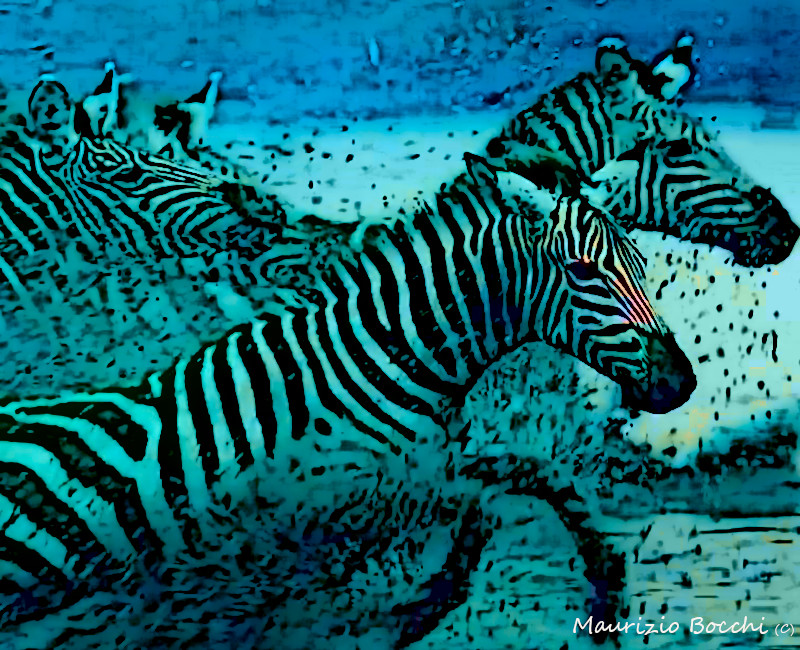 Elab_Grafica_2020_Maurizio_Bocchi_ZEBRE_IN_CORSA Elab_Grafica_2020_Maurizio_Bocchi_ZEBRE_IN_CORSA